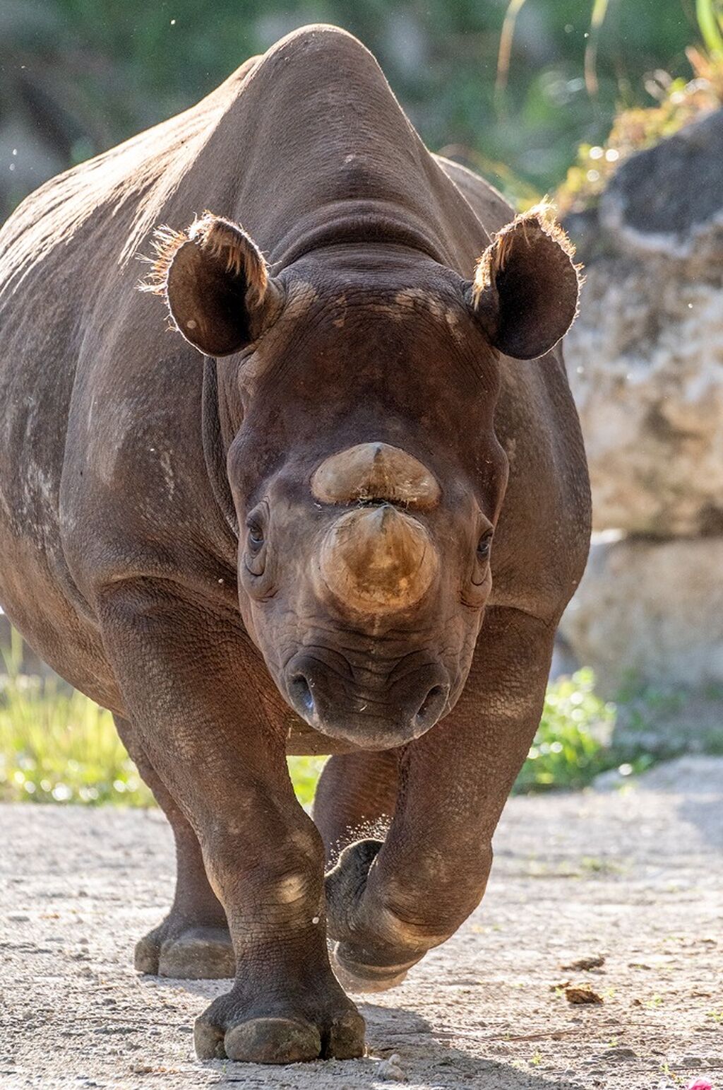 Adopt a Rhino