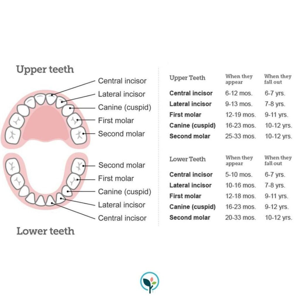 Your child's teething timeline