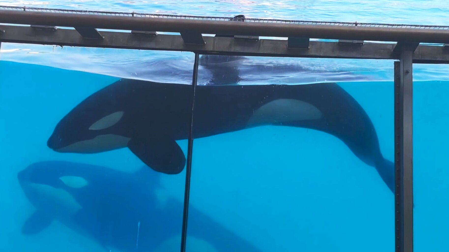 Marineland Update