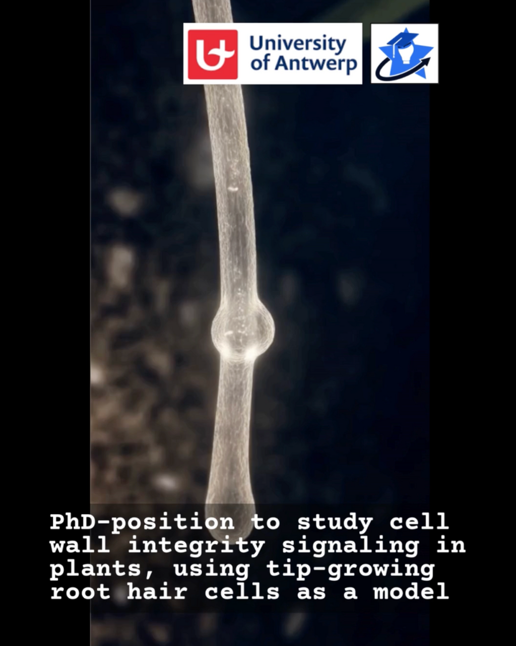 Cell wall integrity signaling in plants