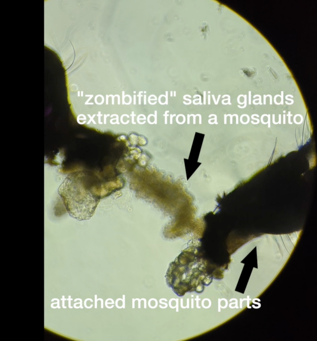 Using Zombie Mosquitos to Make Sense of Mosquito-Borne Viruses | NIH Intramural Research Program