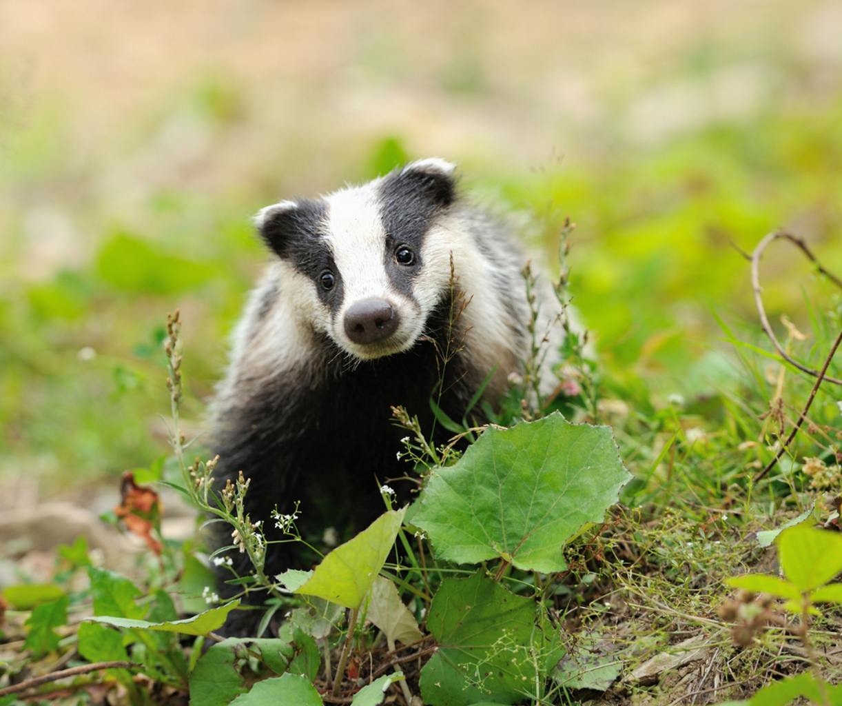  Joint Statement from Born Free Foundation & Badger Trust
