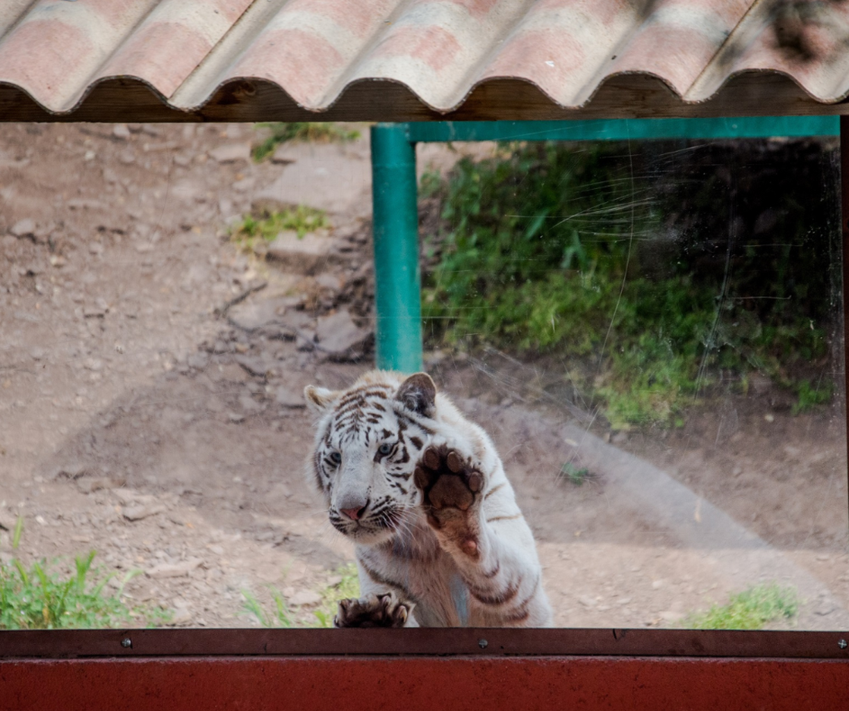 School Zoo Visits 
