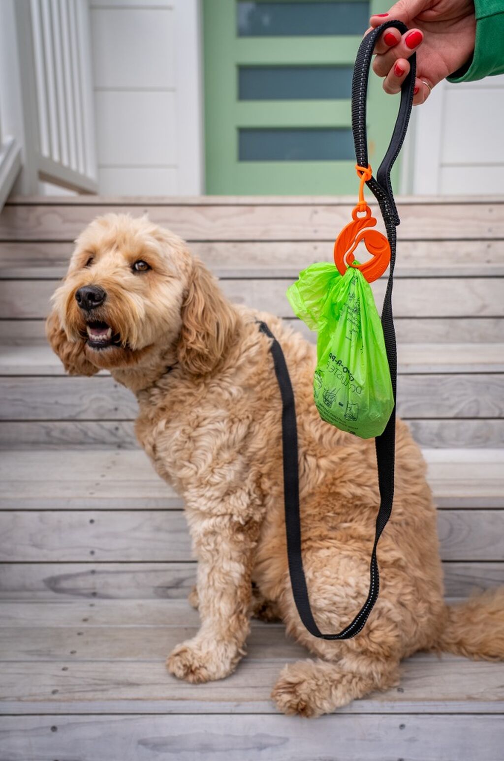 Dog Walking accessories - website shop