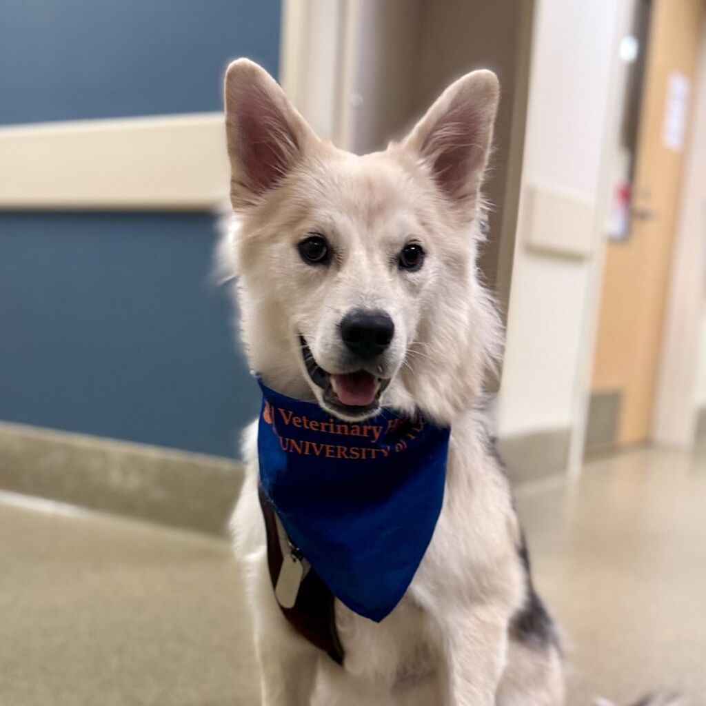 Meet Dyna: One of Our First Puppy Murmur Clinic Patients