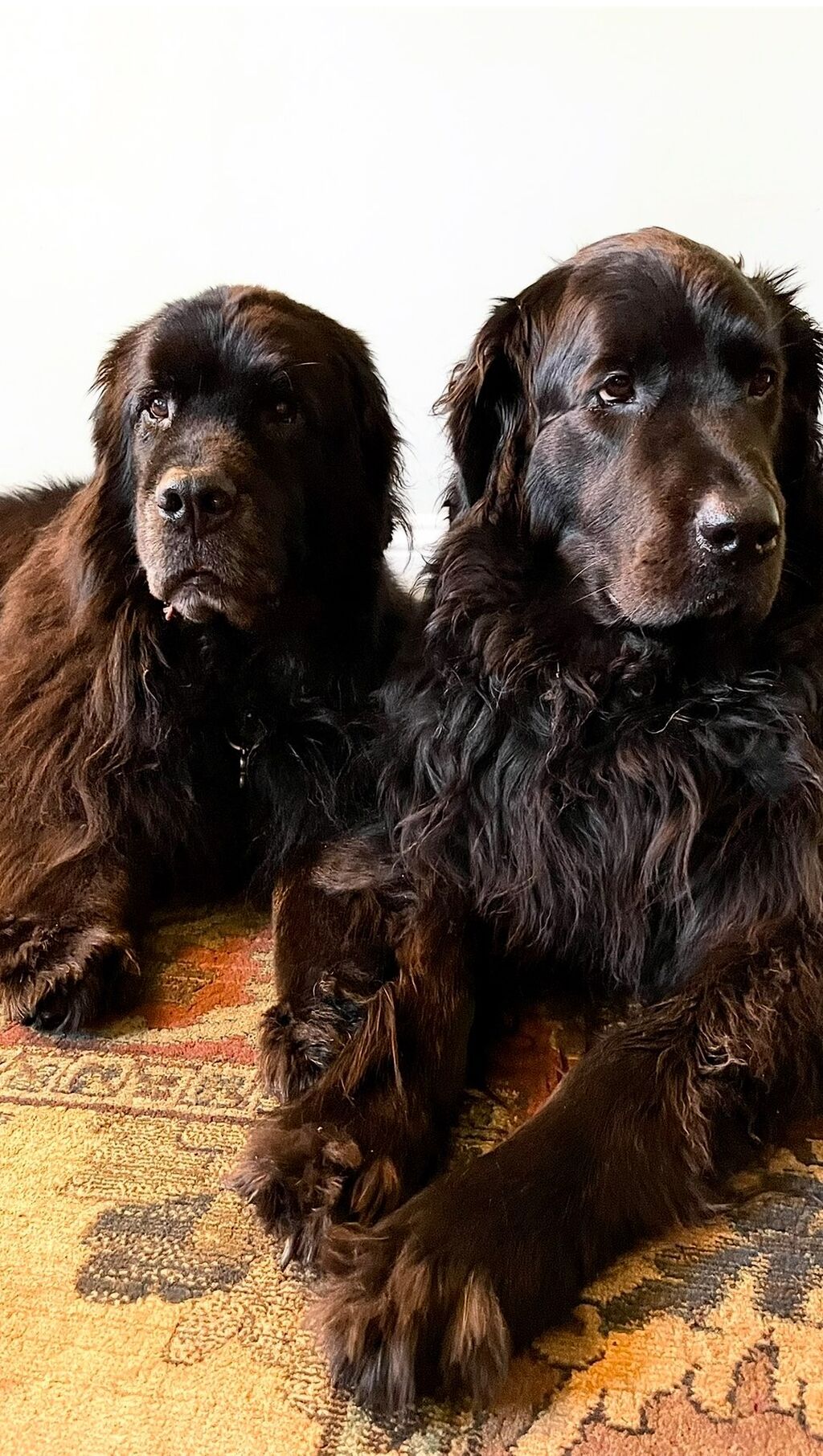 We are all going to the dogs 