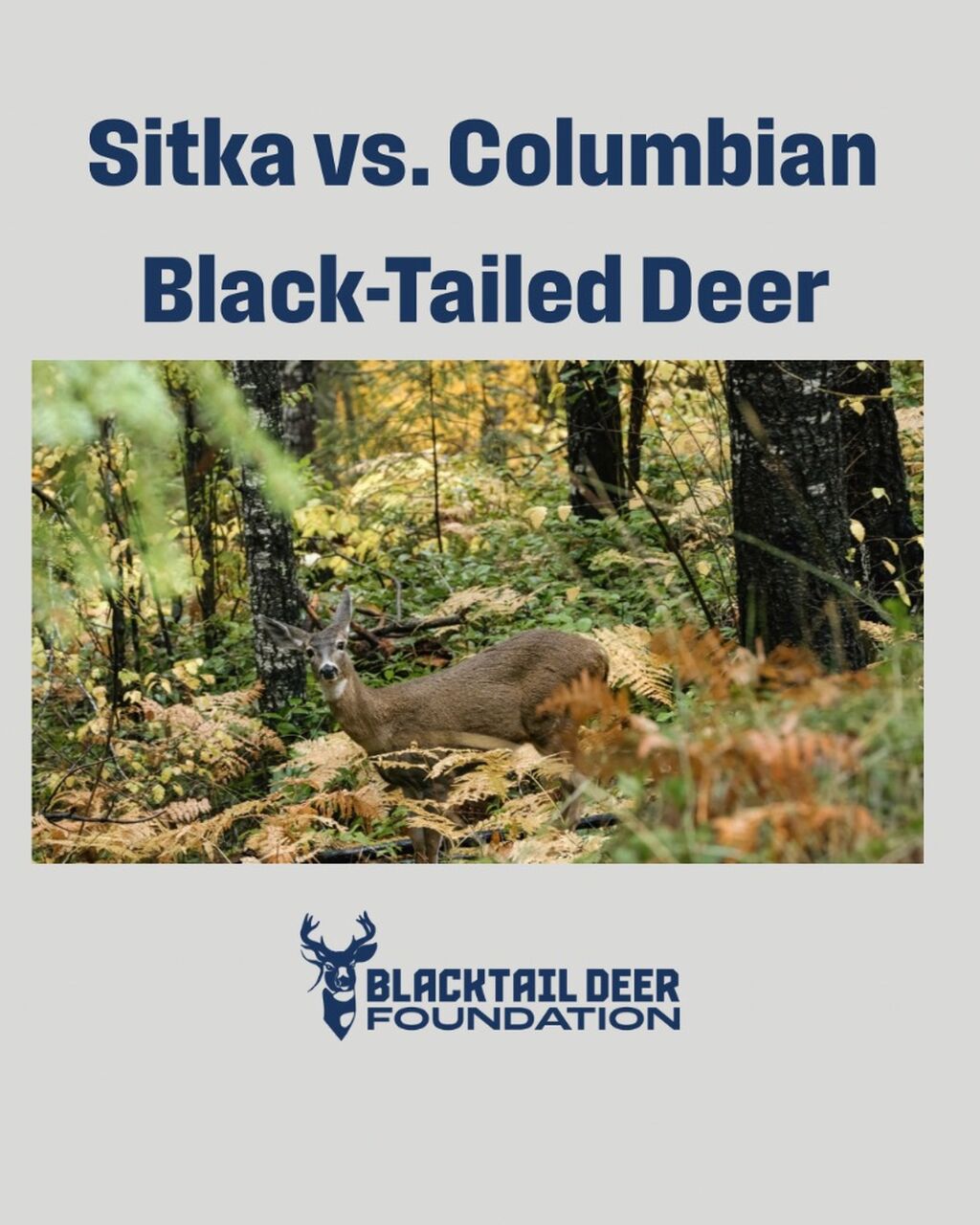 Sitka vs. Columbian Black-Tailed Deer