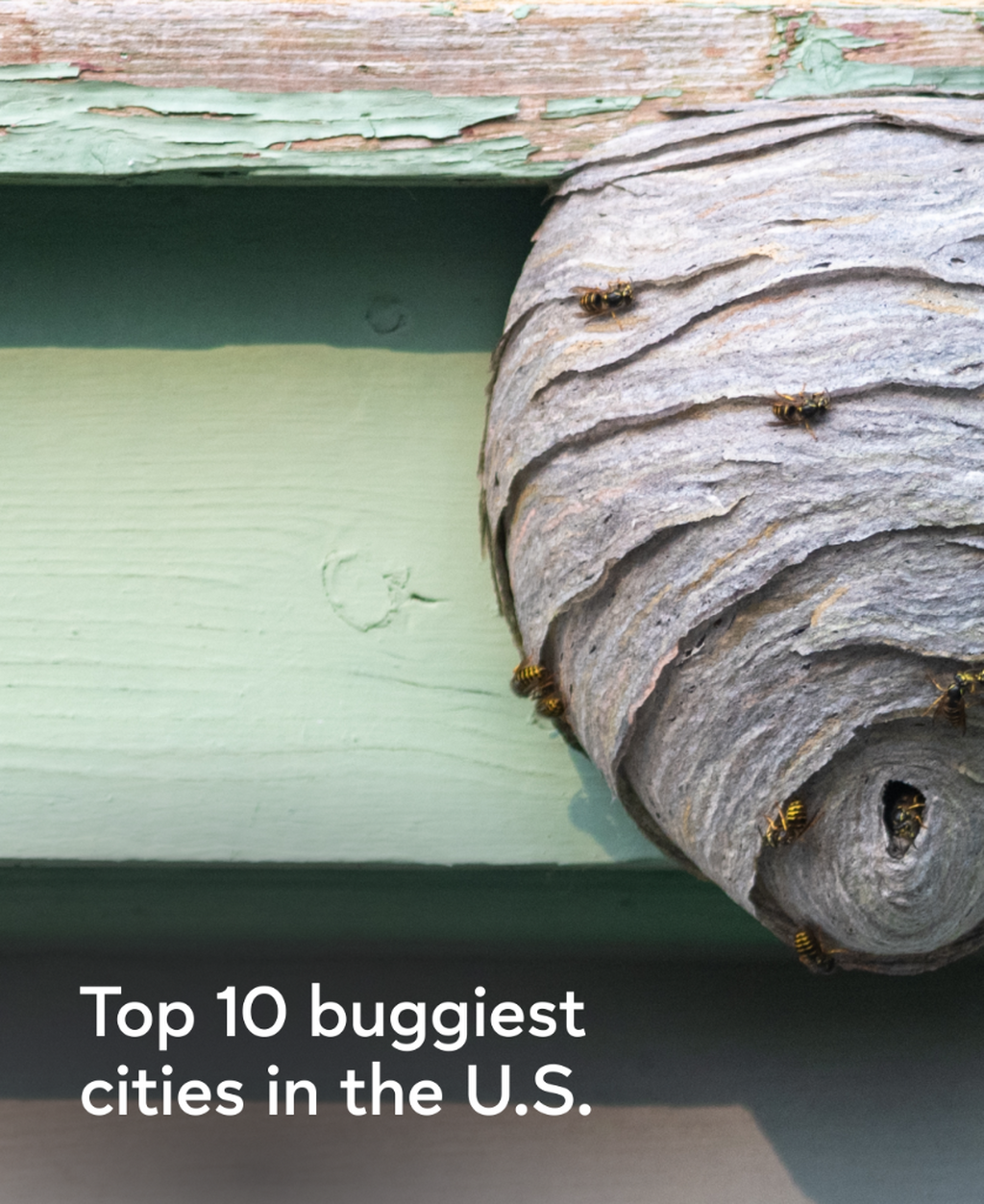 Don&rsquo;t bug out 🐜
