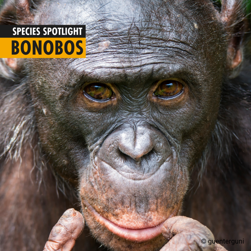 Species Spotlight: Bonobos