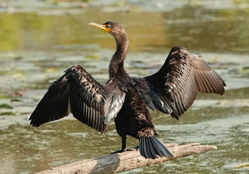 COTTAGE LIFE article on cormorants & climate