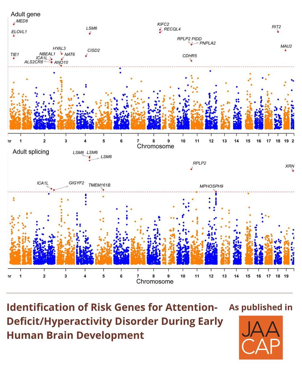 JAACAP 0925 Identification of Risk Genes for ADHD