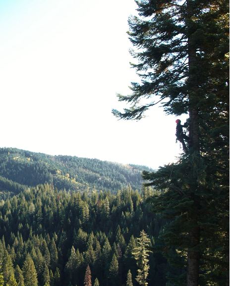 Made for America: Arborist