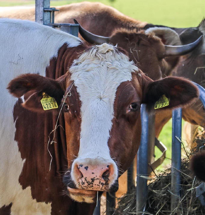 Ilenia Fraietta: Einfluss der Massentierhaltung auf die Umwelt -