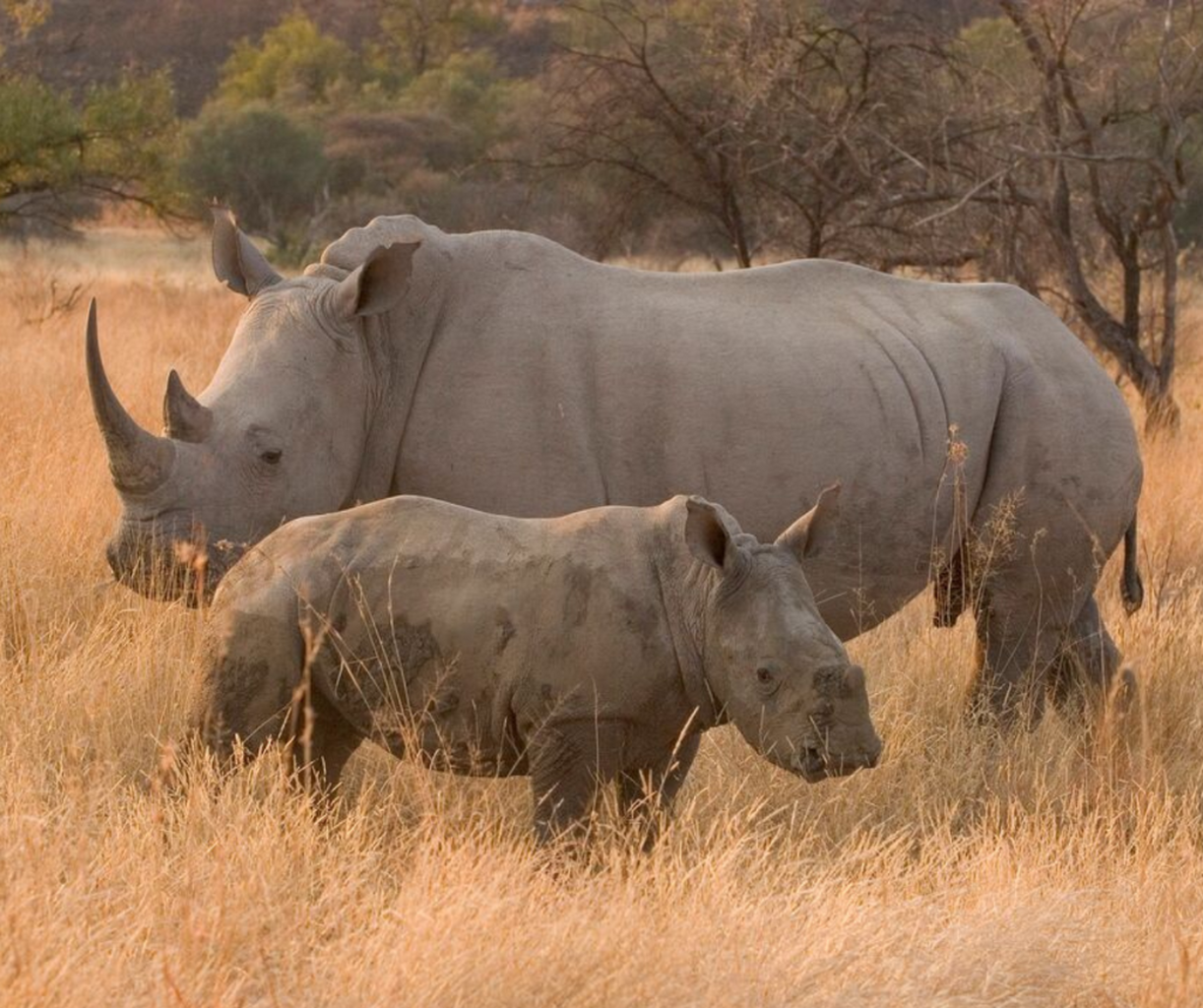 Meru&rsquo;s rhinos help restore populations