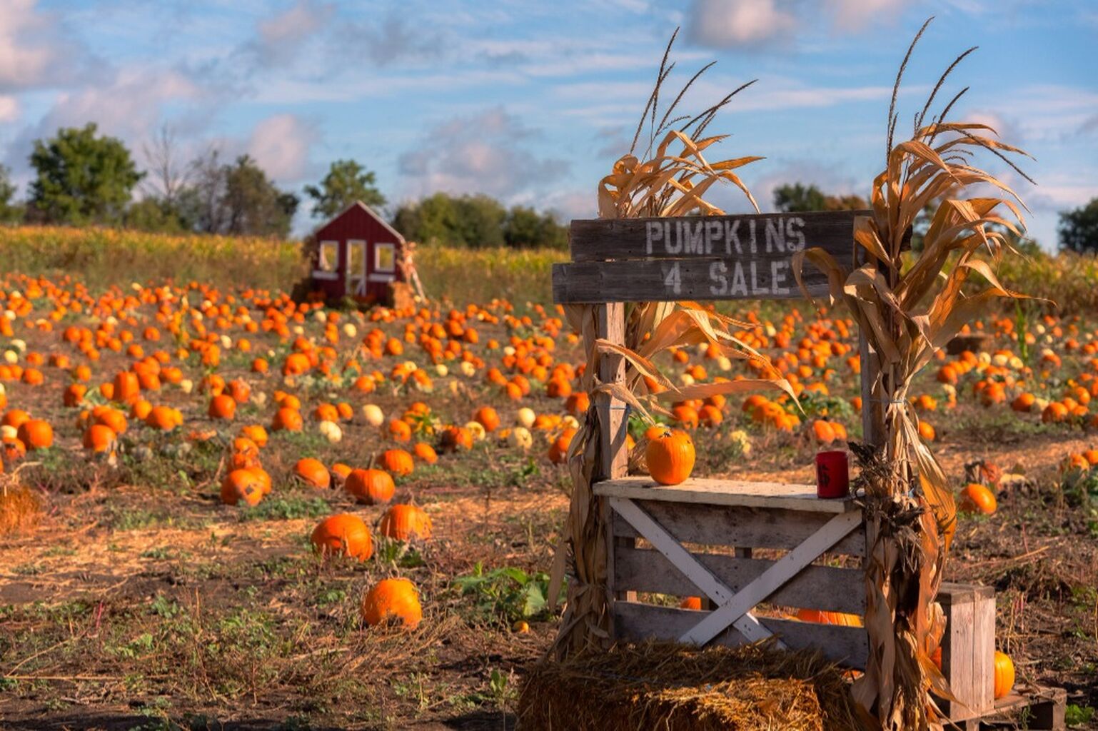 Top 30 Puimpkin Picking Spots in Ontario 