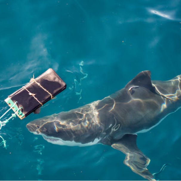 New Research: Bite-Resistant Wetsuits