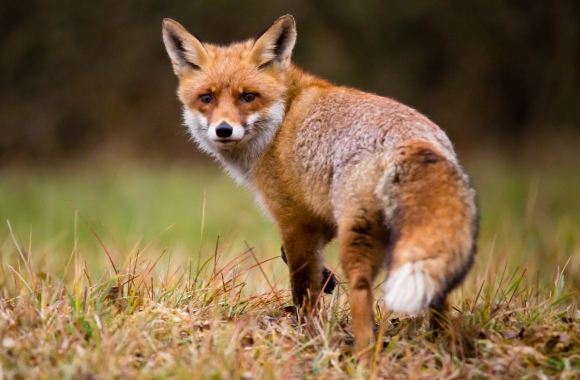 TAKE ACTION: Support the Refuge from Cruel Trapping Act