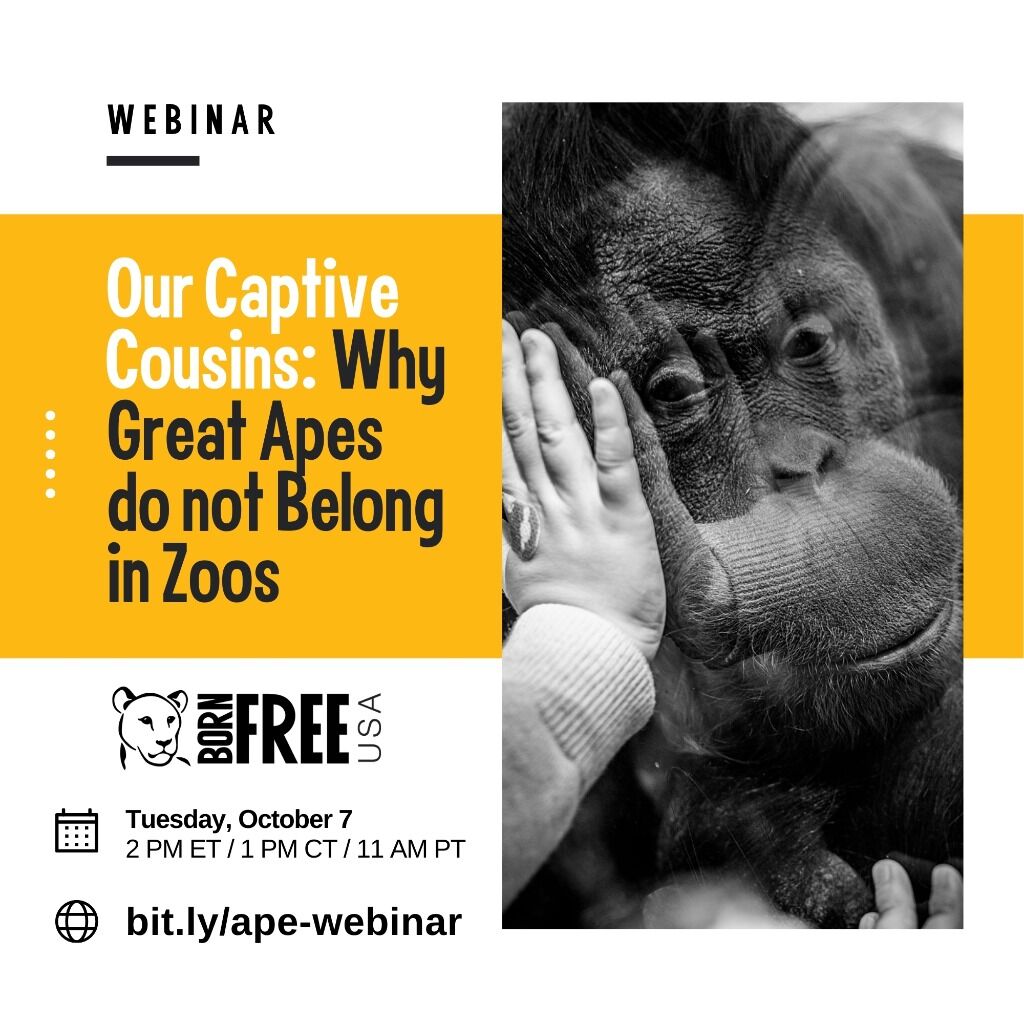 DIVE DEEPER: Watch the Webinar - Our Captive Cousins: Why Great Apes do not Belong in Zoos