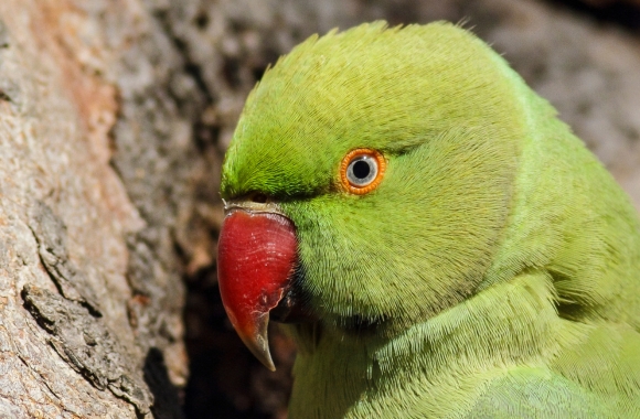 BLOG: More than 1,600 Trafficked Birds Rescued in Nigeria! | Born Free USA