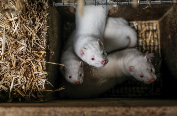 BLOG: The Fur Industry Is a Dying Industry: It's Time to Put It Out of Its Misery | Born Free USA