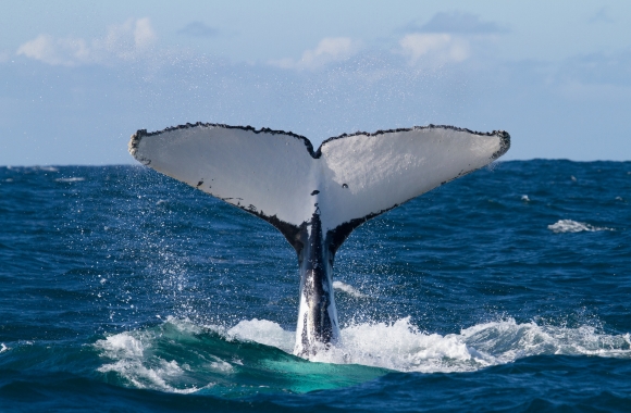 BLOG: Born Free USA Celebrates the Historic Entry into Force of the High Seas Treaty | Born Free USA