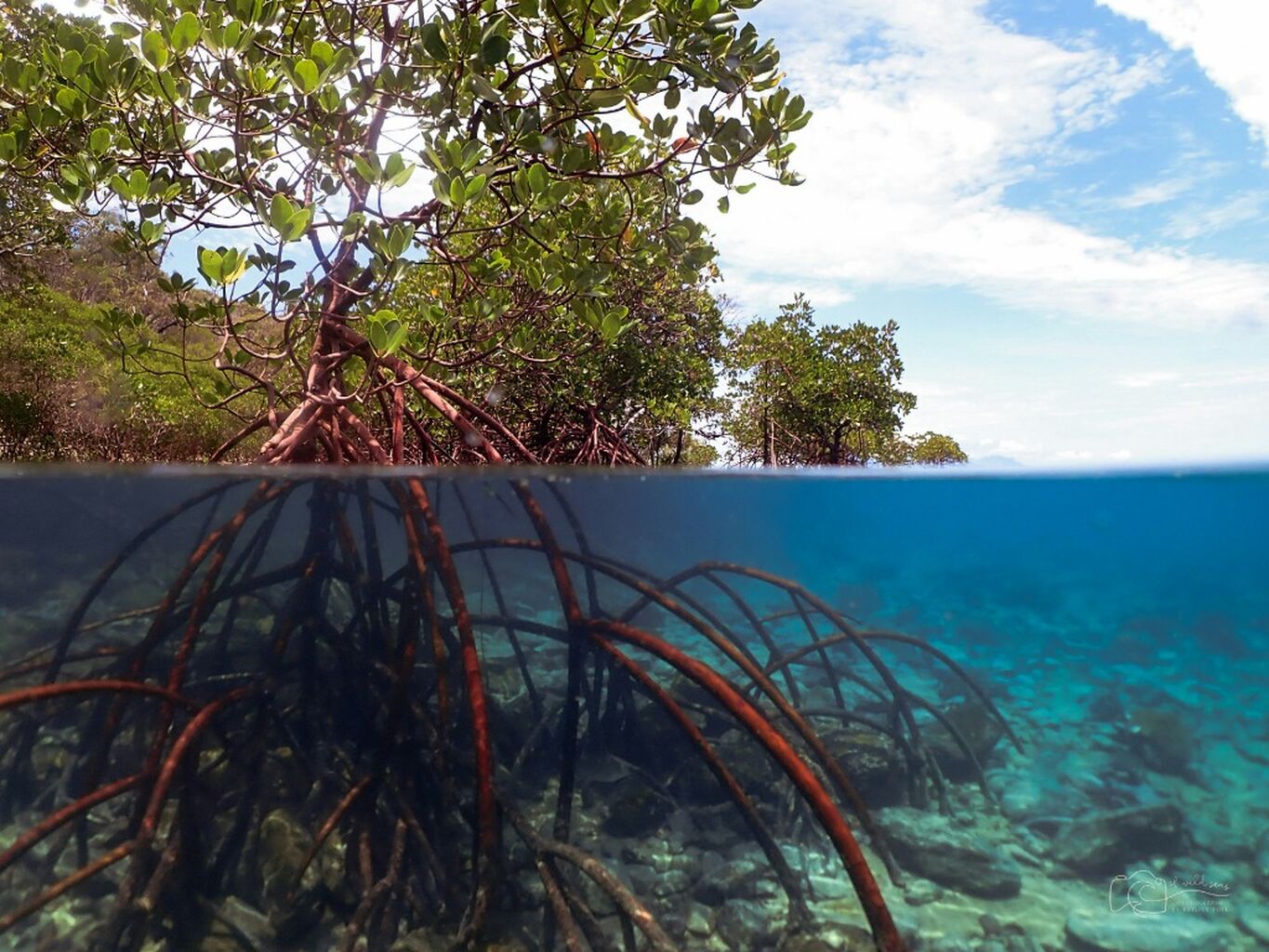 Mangrove restoration in Kenya
