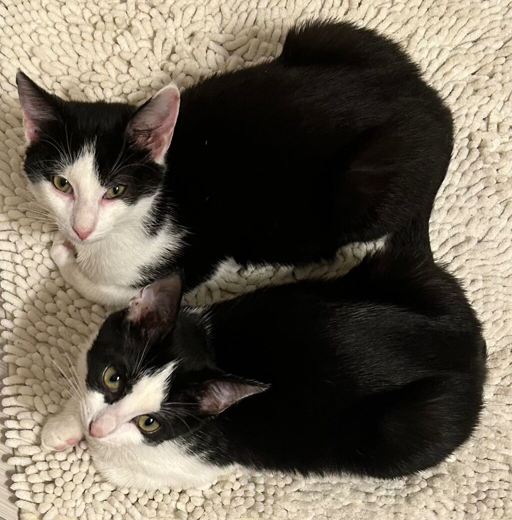 Local Cat Rescue Shelter Needs Your Help, Vote Early At More Locations And More In This Hudson County News Roundup