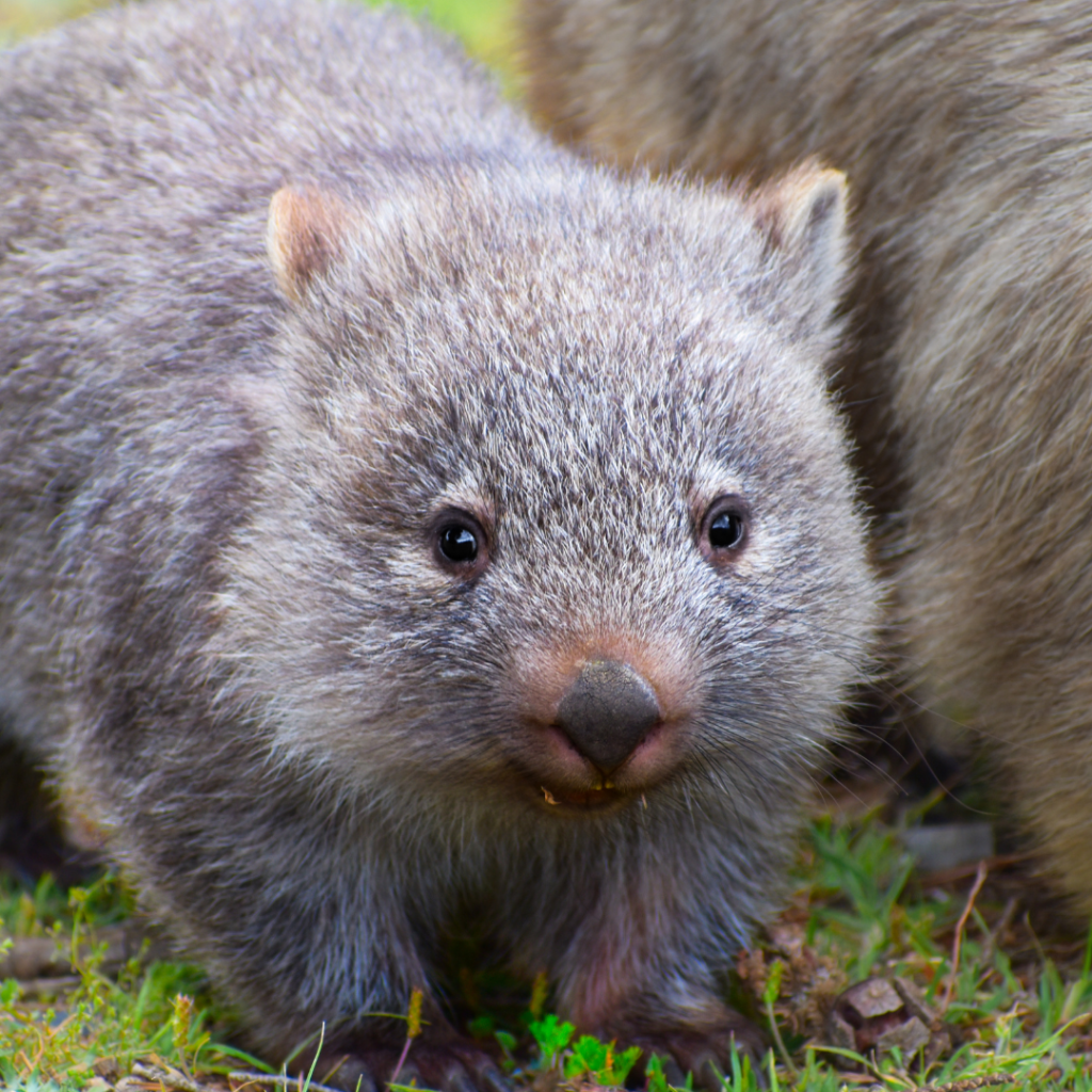 Inquiry submissions: Licenses to Harm Native&nbsp;Animals