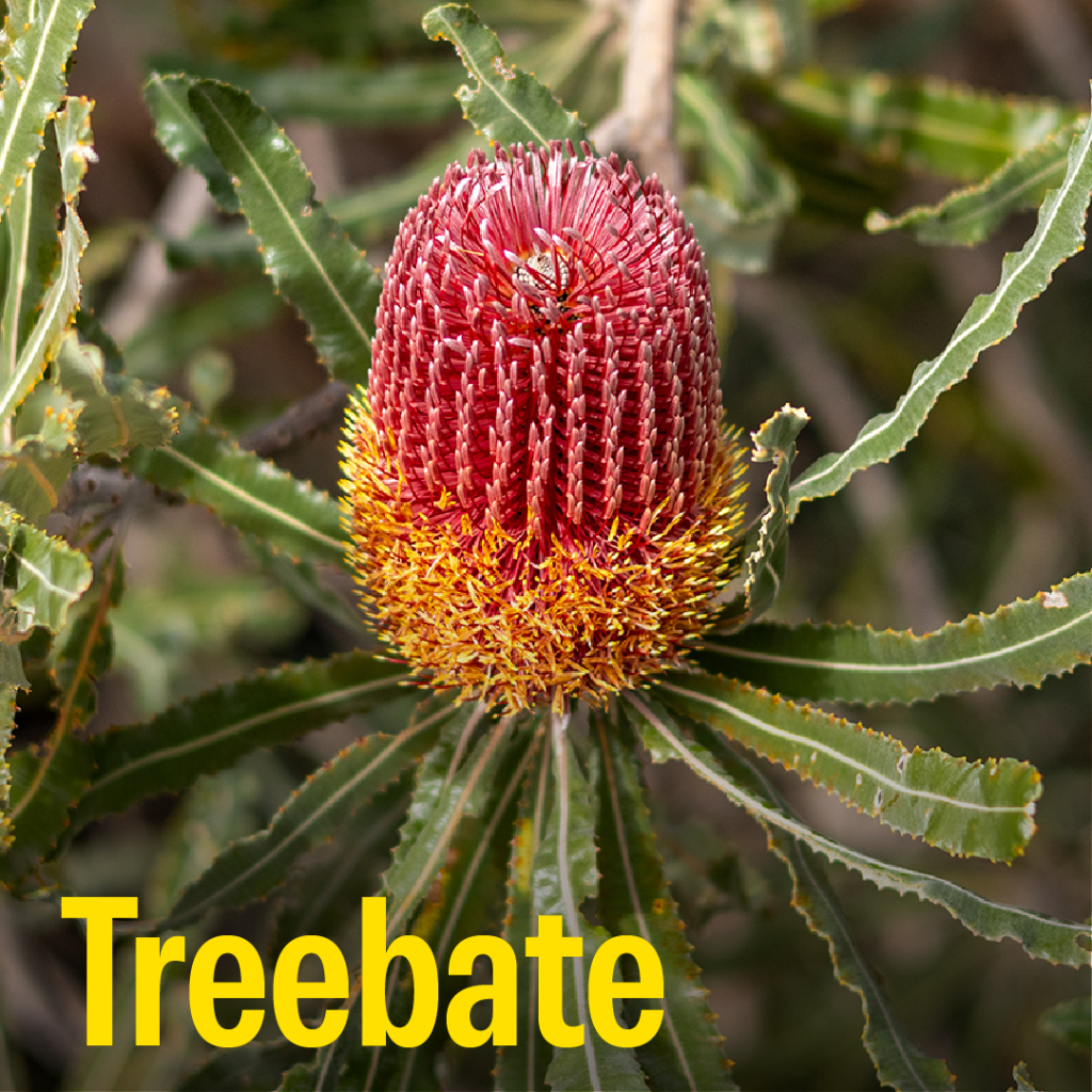 Treebate