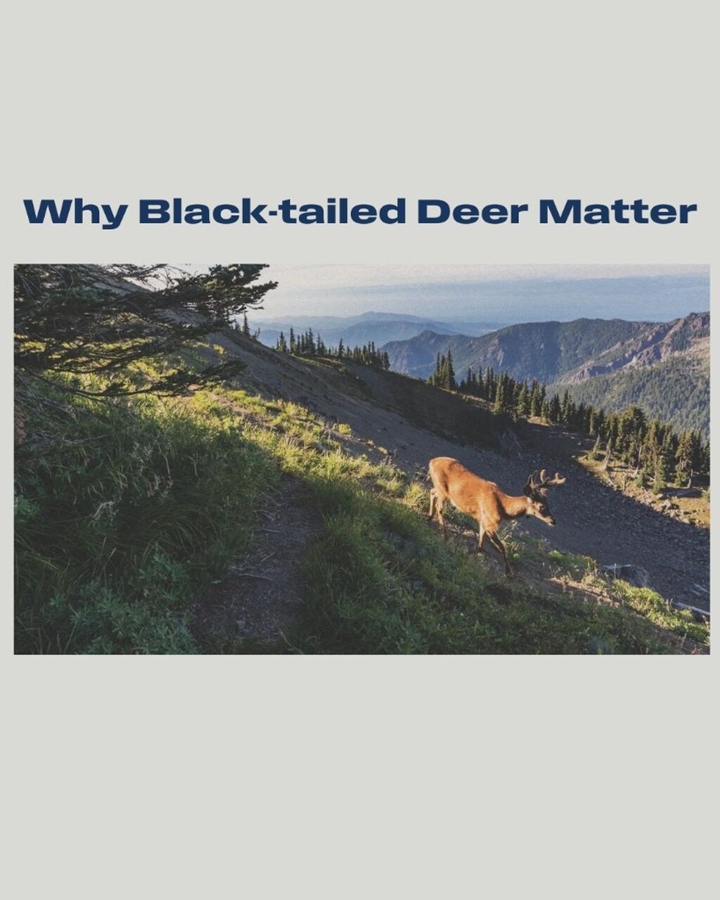 Why Black-tailed Deer Matter