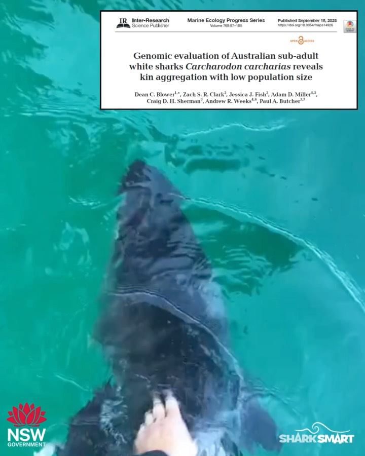 Genomic evaluation of Australian sub-adult white sharks Carcharodon carcharias reveals kin aggregation with low population size
