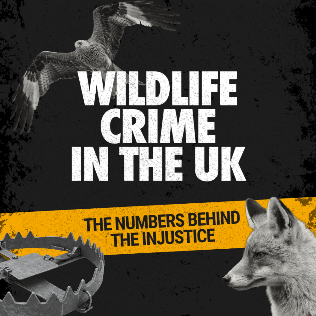 Clamping Down on Wildlife Crime 