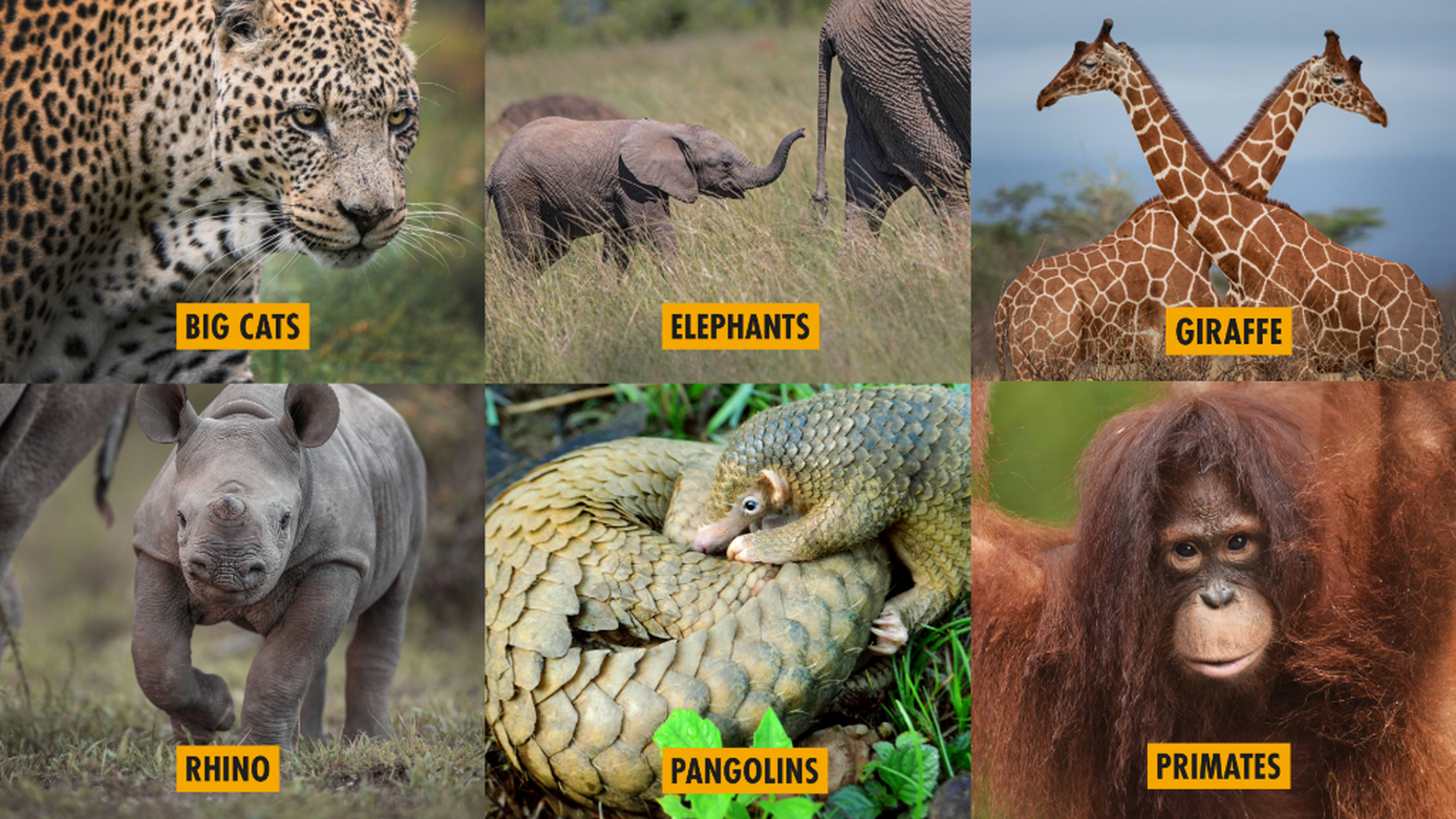 species we protect