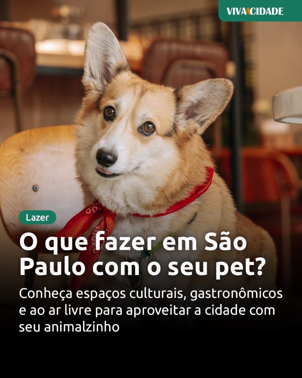 O que fazer em S&atilde;o Paulo com o seu pet?