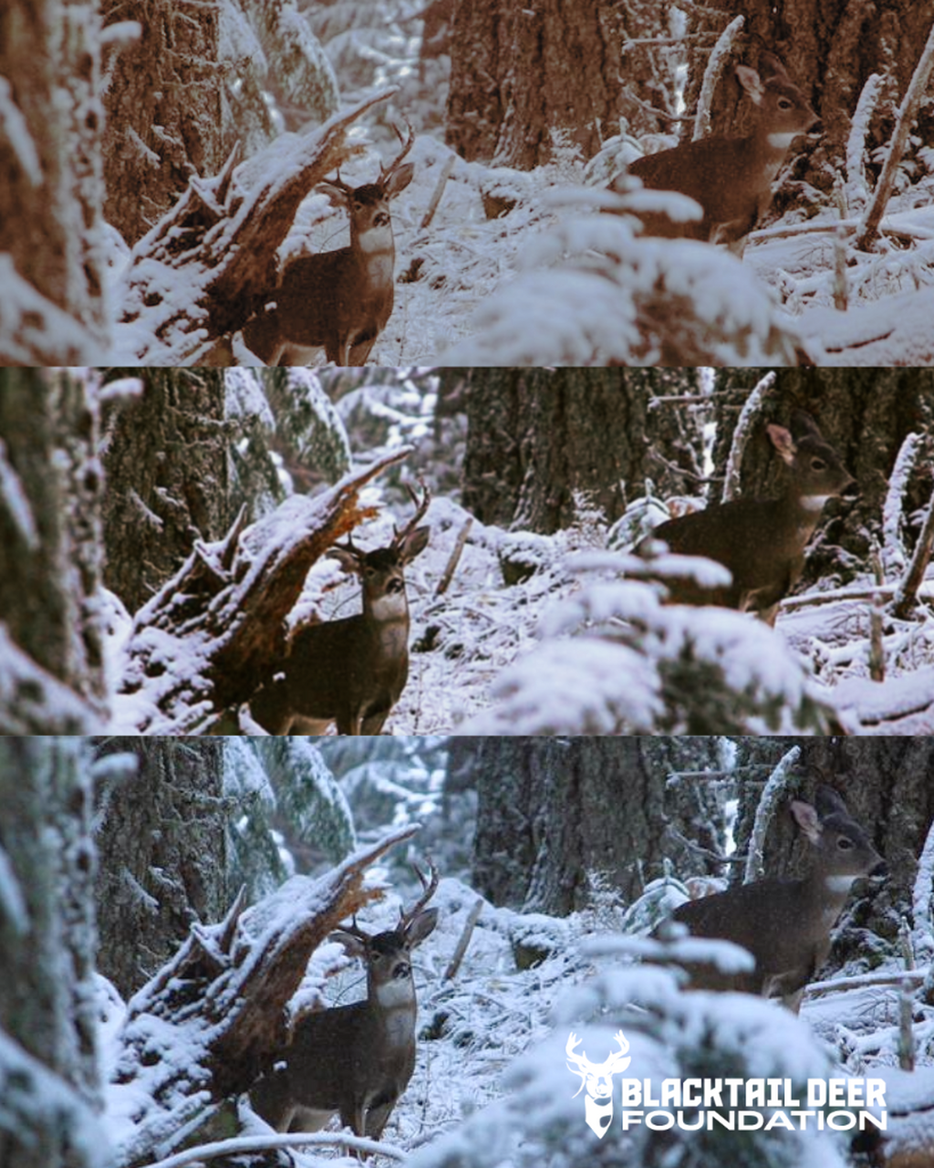 Alaska&rsquo;s Kodiak Rut Playbook: Mastering the Sitka Blacktail in GMU 8