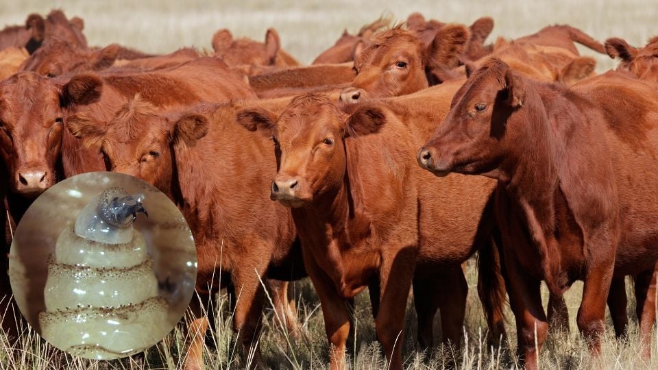 Detectan segundo caso de gusano barrenador en Nuevo Le&oacute;n