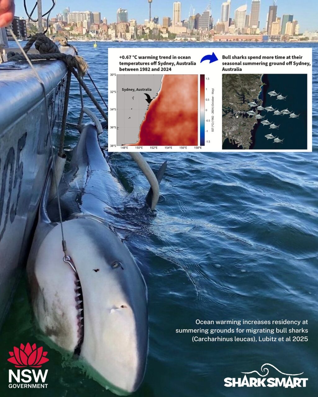 Ocean warming increases residency at summering grounds for migrating bull sharks