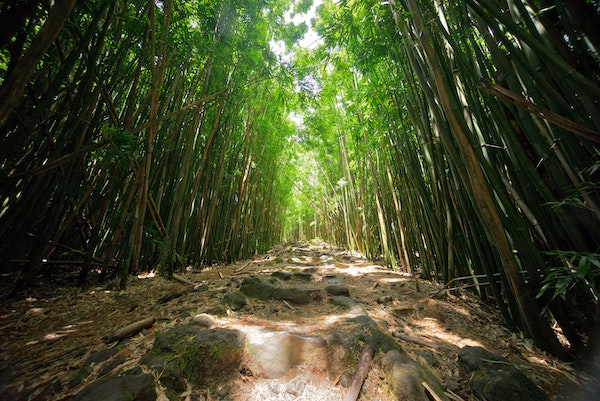 FREE 8 Maui Maps: Regions, Roads + Points of Interest