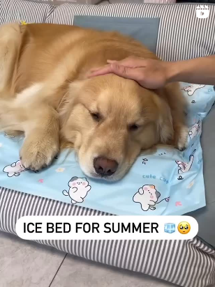 Pet Cooling Gel Pad