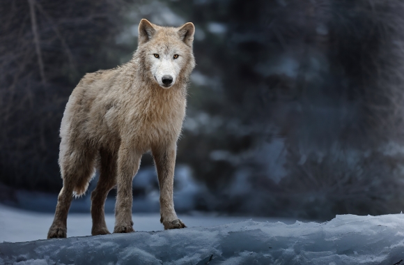 BLOG: The Endangered Species Act: A Scientific Lifeline for Wildlife | Born Free USA