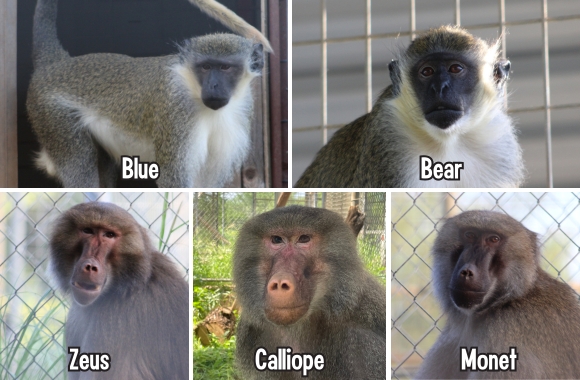 BLOG: A New Start for Five Monkeys Rescued from Notorious Roadside Zoo in Oregon | Born Free USA