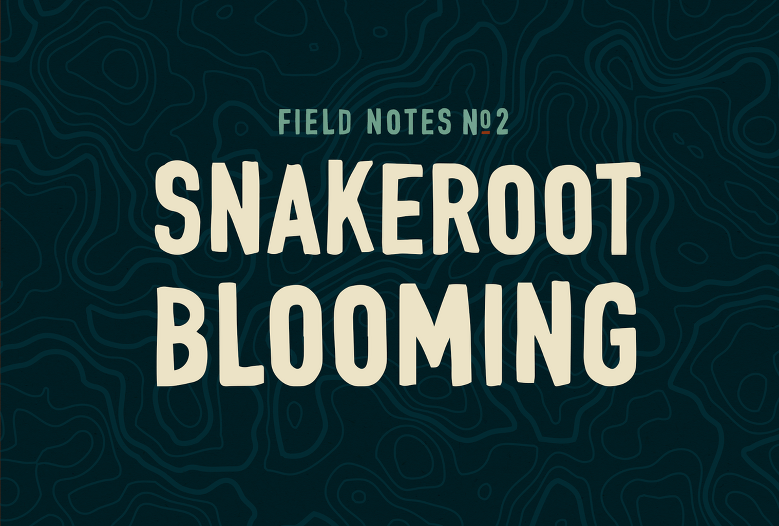 🌼 Field Notes #2: Snakeroot Blooming