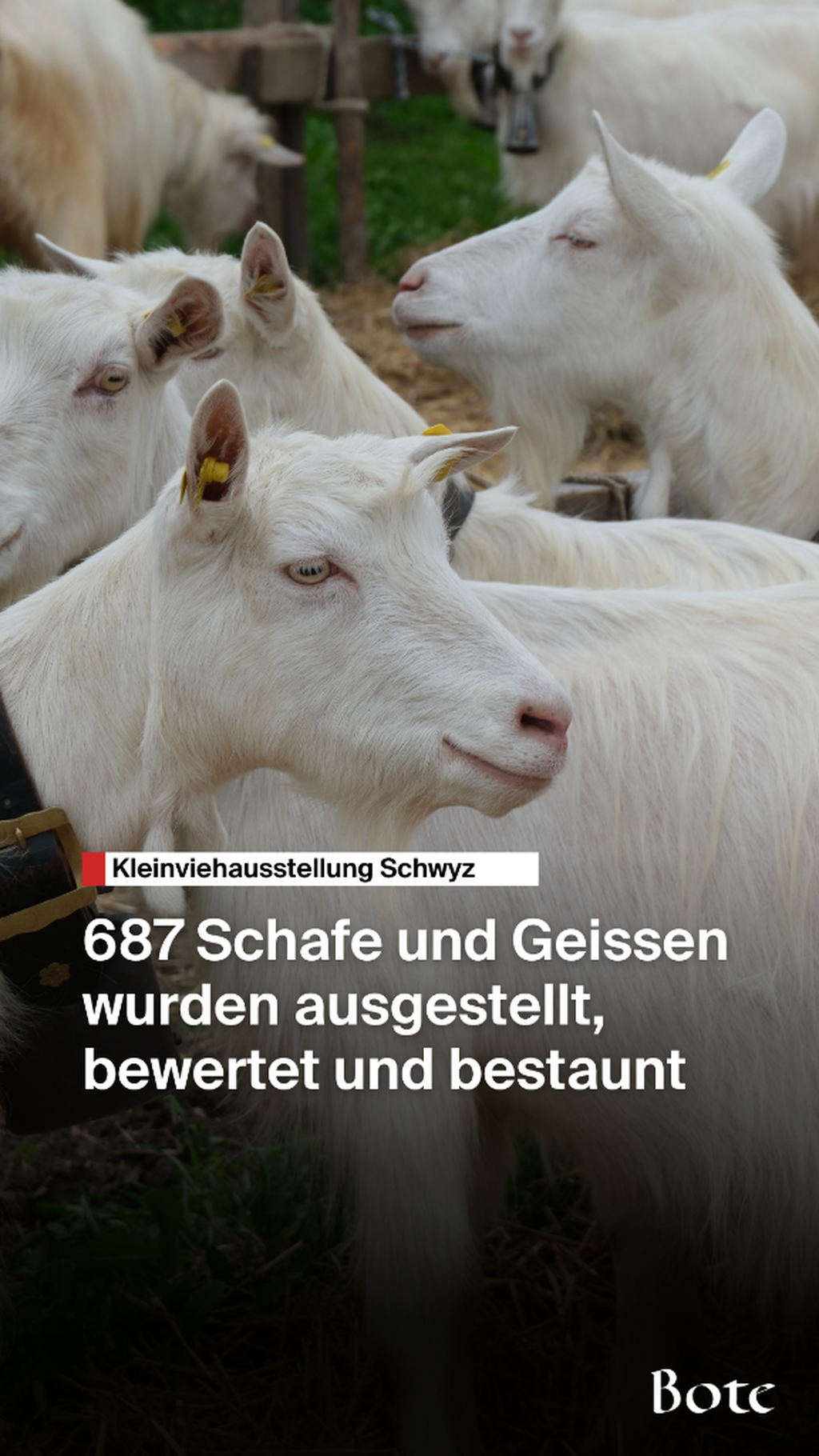 Viehschau 