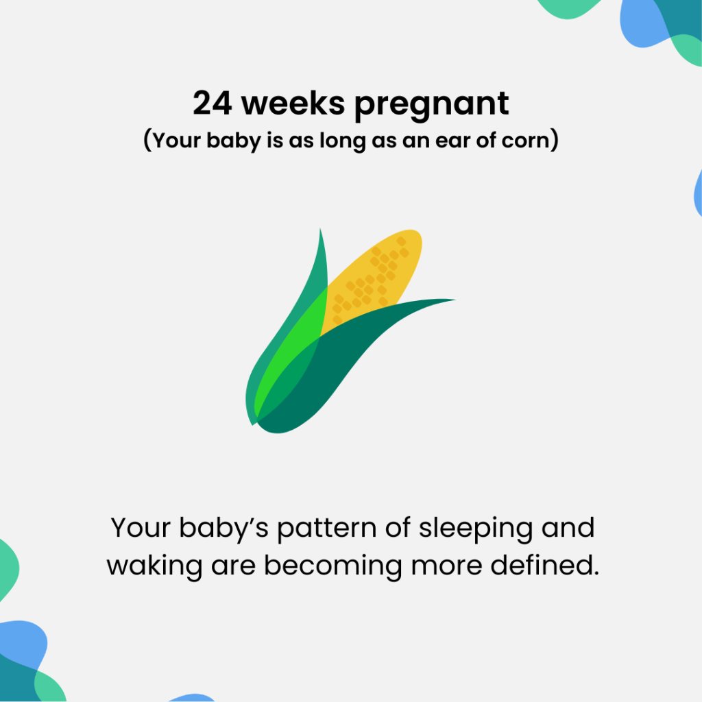 24 weeks pregnant