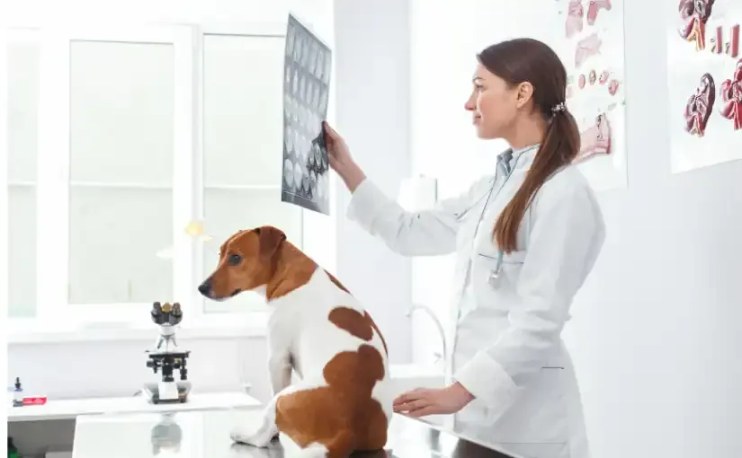 Detecci&oacute;n de cardiomegalia en perros y gatos mediante IA