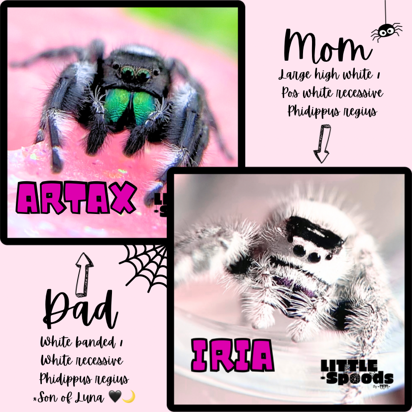 🌙 Meet the parents of the spoods we are currently raising 🕷️💜