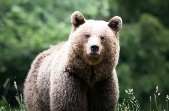 BLOG: The Worth of Protecting Wildlife: How the Endangered Species Act Helps Fuel the Economy | Born Free USA