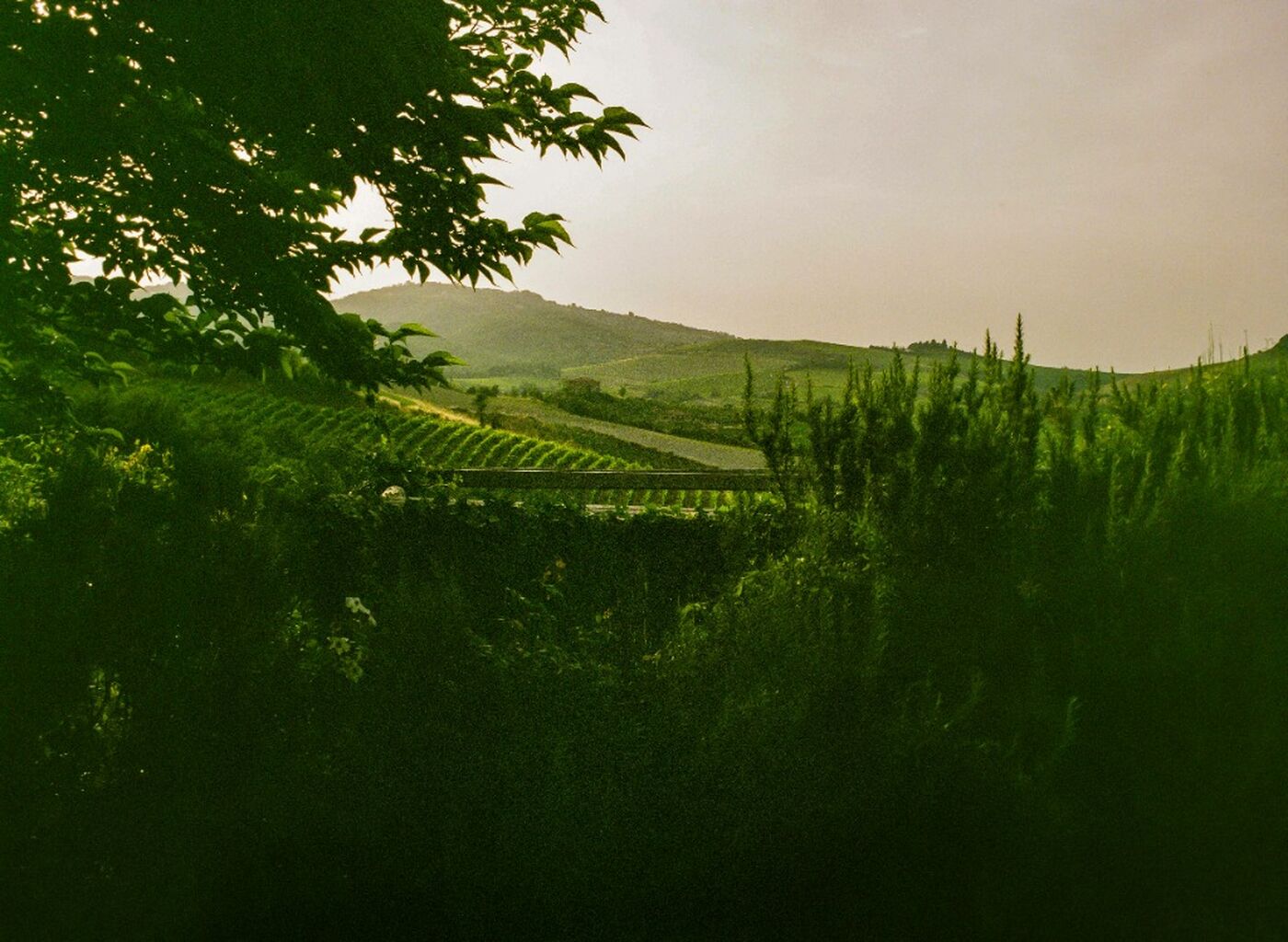 coppo sustainable winery