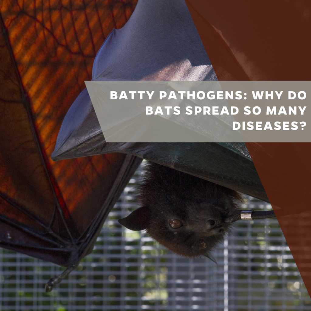 Batty pathogens: Why do bats spread so many diseases?