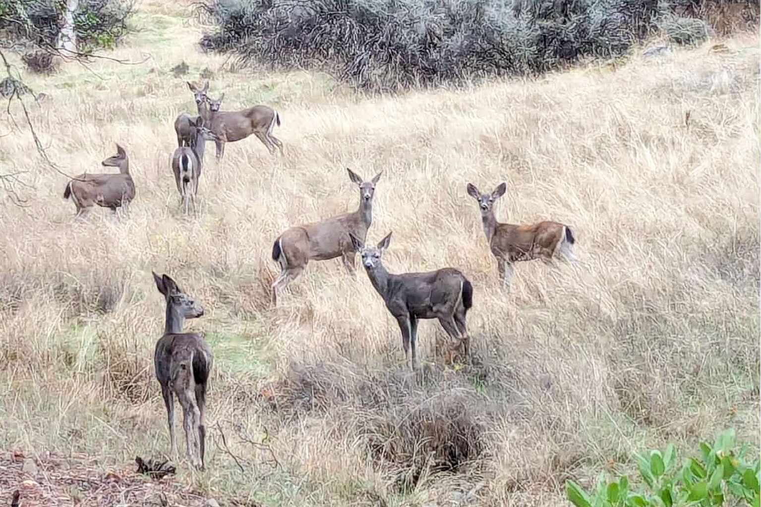 The Current Status of Black-Tailed Deer &mdash; Blacktail Deer Foundation